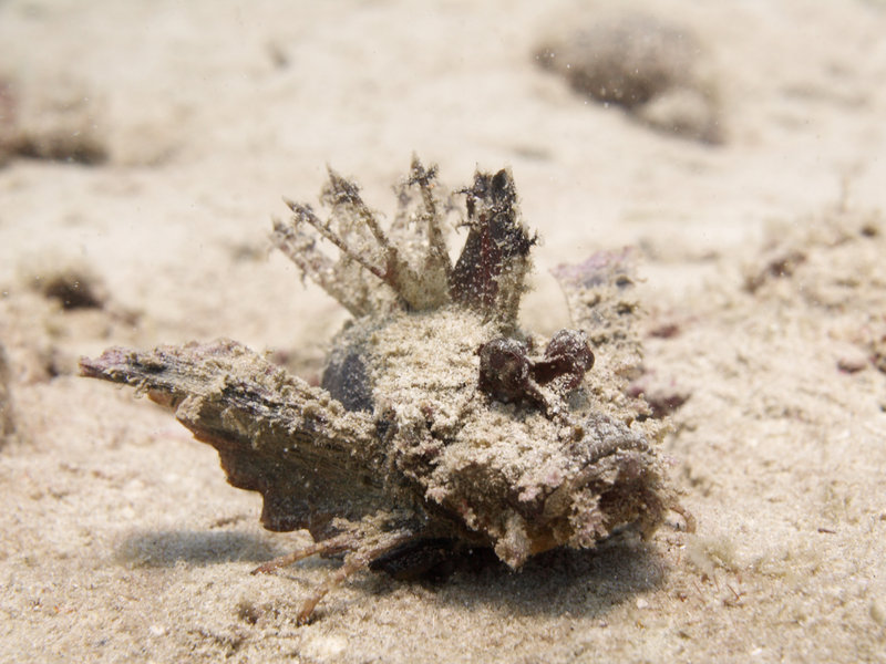 Natural Light, Indian Ocean Walkman